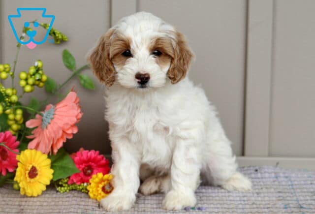 Mini Goldendoodle puppy with a wavy white coat and caramel-colored ears sitting on a rug beside a bunch of bright artificial flowers against a gray wall. image
