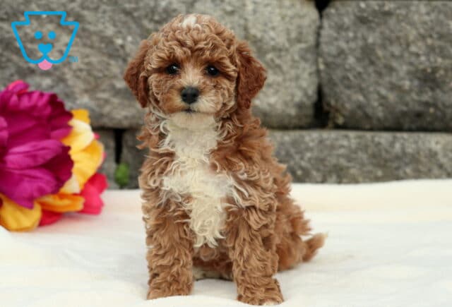 Darcy Cockapoo image