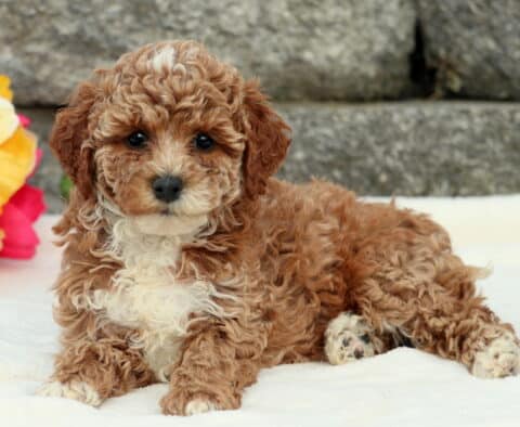 Darcy Cockapoo2