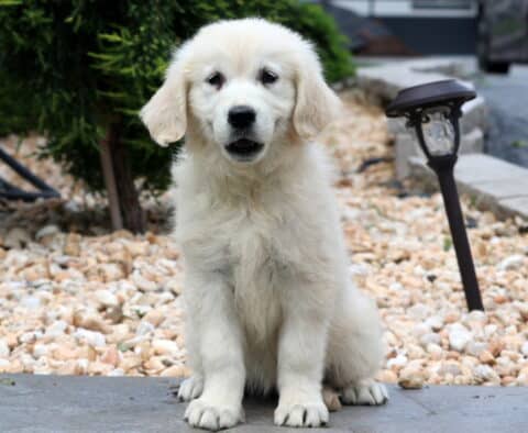 Darcy EC Golden