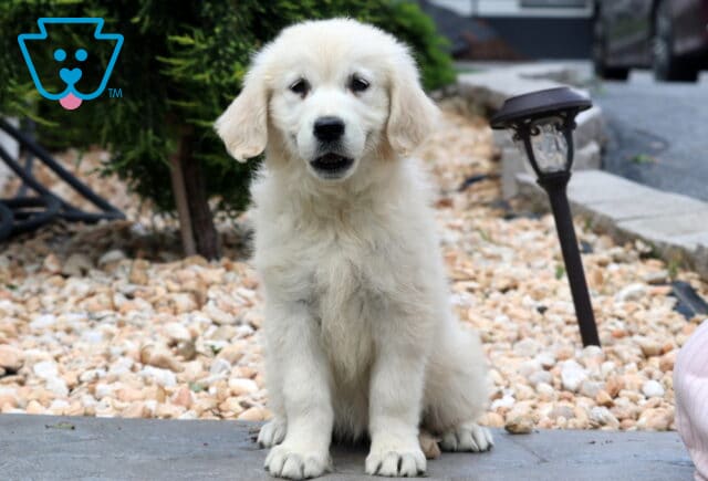 Darcy EC Golden image