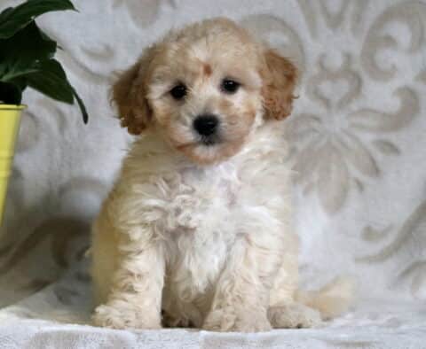 Fluffy cream and apricot Bichpoo puppy sitting on a blanket with a subtle pattern, next to a yellow pot with green leaves, looking sweet and alert.