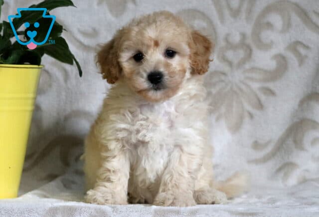 Fluffy cream and apricot Bichpoo puppy sitting on a blanket with a subtle pattern, next to a yellow pot with green leaves, looking sweet and alert. image