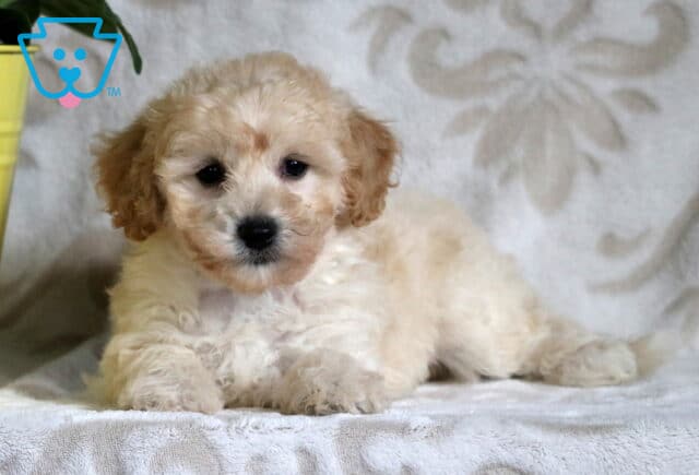 Cream and apricot Bichpoo puppy lying on a soft blanket with a floral pattern, posed beside a yellow pot and looking gently into the camera. image