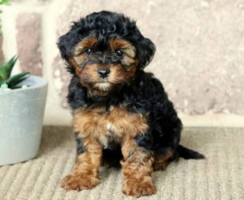 Yorkiepoo puppy with fluffy black and tan fur sitting on a carpet next to a white planter of succulents, looking sweetly into the camera against a stone wall backdrop.