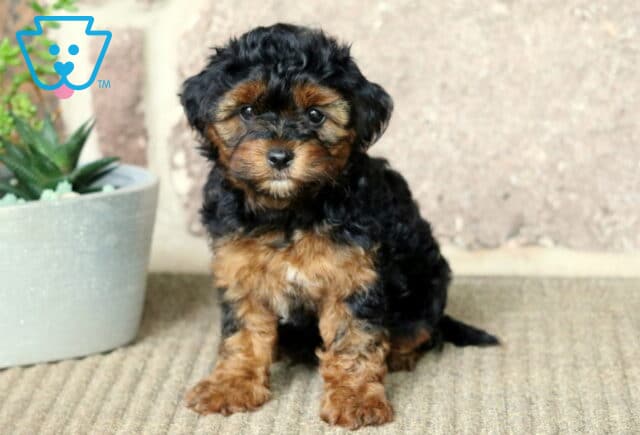 Yorkiepoo puppy with fluffy black and tan fur sitting on a carpet next to a white planter of succulents, looking sweetly into the camera against a stone wall backdrop. image