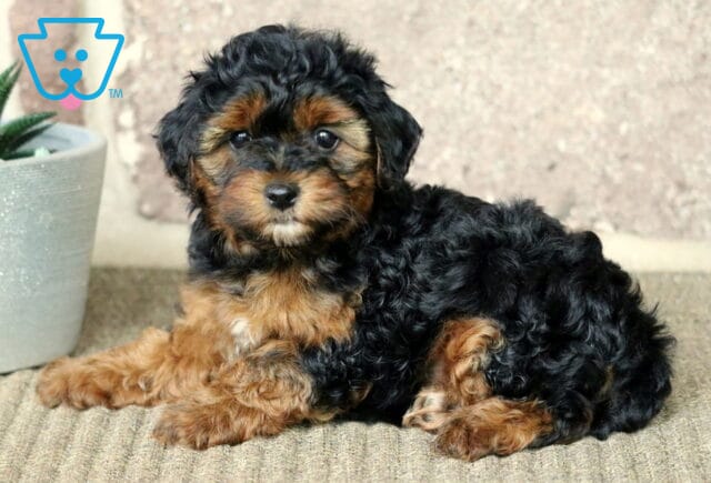 Curly-coated Yorkiepoo puppy lounging on a textured carpet with its head turned toward the camera, posed beside a white planter and rustic stone background. image