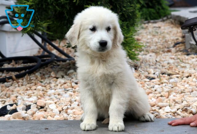 Curious English Cream Golden Retriever puppy sitting on a stone patio with light landscaping rocks and greenery in the background, and a hand partially visible to the right. image