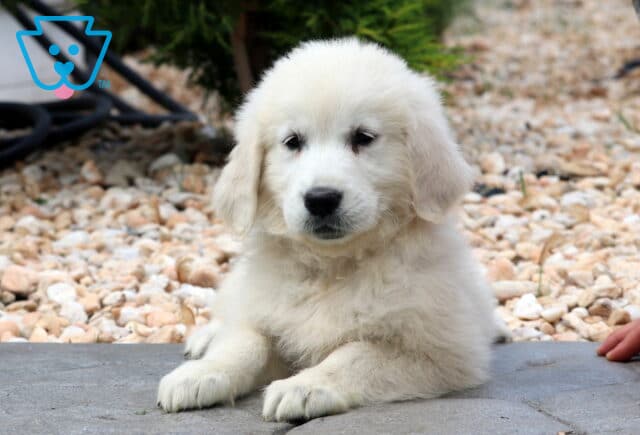 Fluffy English Cream Golden Retriever puppy laying calmly on a stone surface, with decorative rocks and greenery in the background and a hand barely visible to the side. image