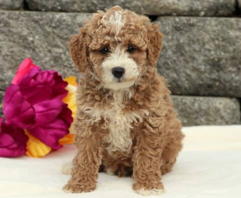 Davey Cockapoo