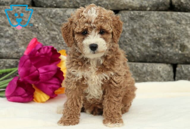 Davey Cockapoo image
