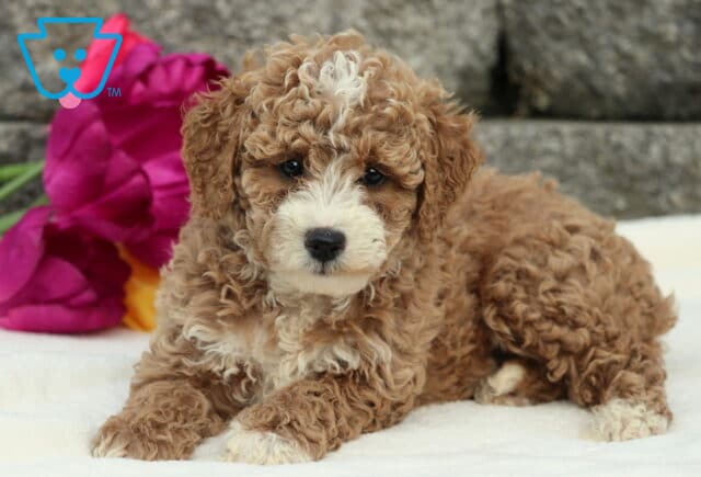 Davey Cockapoo2 image
