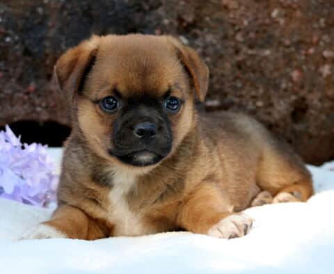 Adorable Jug puppy lying on a soft white blanket with purple flowers nearby, gazing sweetly at the camera with a curious expression.