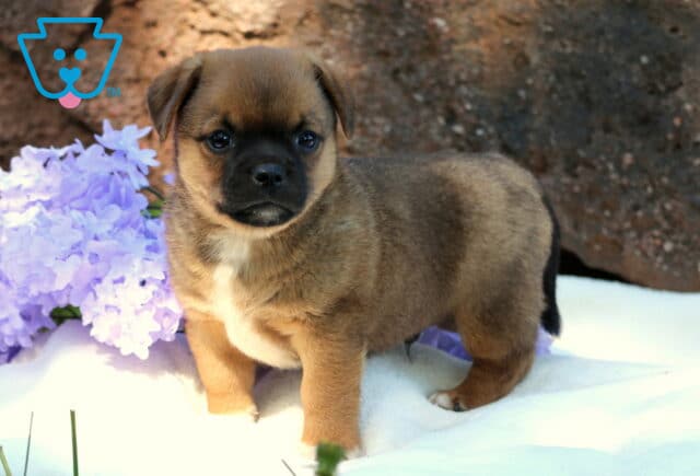 Curious Jug puppy standing on a white blanket beside a bunch of light purple flowers, looking alert with a soft brown and black coat. image