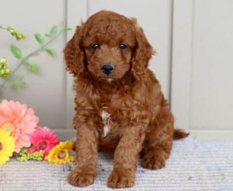 Mini Goldendoodle puppy with a deep red curly coat and a small white patch on its chest sitting on a rug in front of colorful flowers and a pale wooden wall.