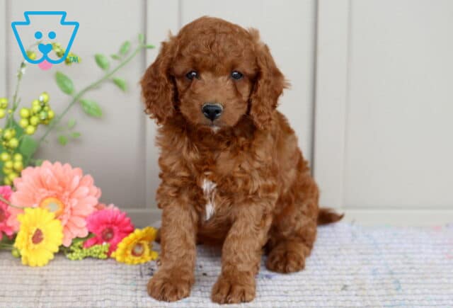 Mini Goldendoodle puppy with a deep red curly coat and a small white patch on its chest sitting on a rug in front of colorful flowers and a pale wooden wall. image