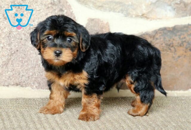 Standing Yorkiepoo puppy with a shiny black and tan coat, looking alert and curious while posing on a carpeted floor in front of a rustic stone wall. image