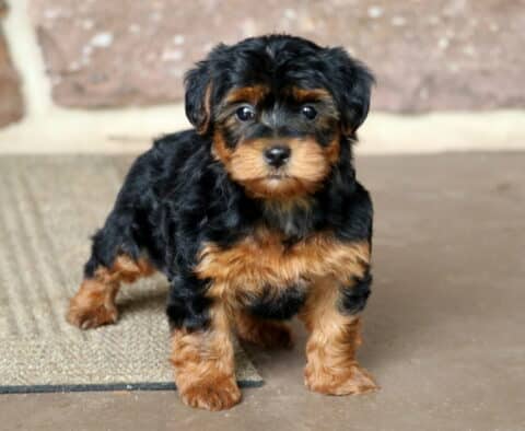 Yorkiepoo puppy with curly black and tan fur standing confidently on a textured floor, gazing forward with bright, curious eyes against a brick wall background.