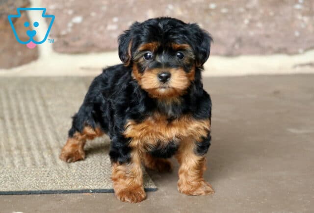 Yorkiepoo puppy with curly black and tan fur standing confidently on a textured floor, gazing forward with bright, curious eyes against a brick wall background. image
