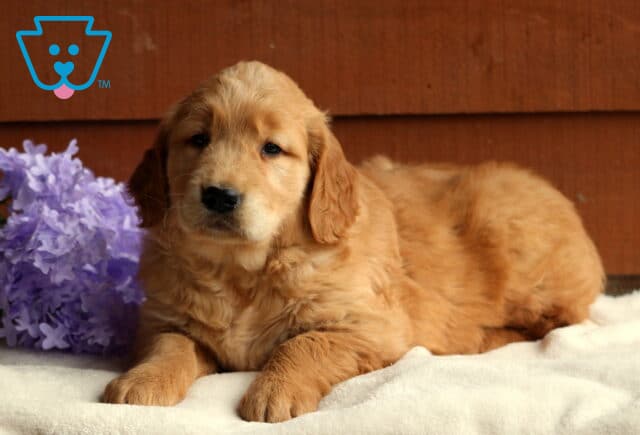 Golden Retriever puppy lying on a soft white blanket with relaxed eyes, next to a bunch of vibrant purple flowers and a wooden wall backdrop. image