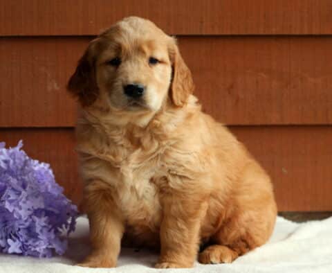 Golden Retriever puppy sitting upright on a soft white blanket, with a calm gaze and purple flowers beside a wooden wall backdrop.