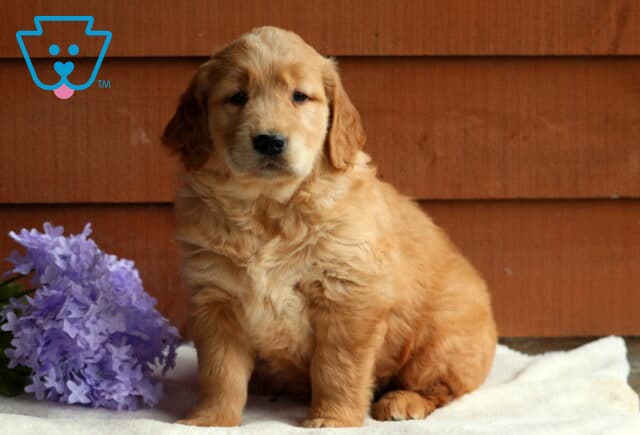 Golden Retriever puppy sitting upright on a soft white blanket, with a calm gaze and purple flowers beside a wooden wall backdrop. image