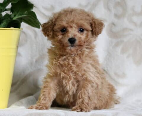 Light apricot Bichpoo puppy with soft curls sitting beside a yellow pot, posing against a pale patterned background with an alert expression.
