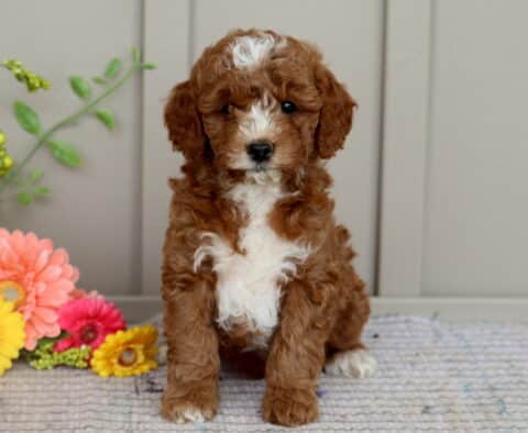 Mini Goldendoodle puppy with a curly brown and white coat, featuring a wide white blaze down its chest and nose, sitting on a rug next to cheerful pink and yellow flowers.