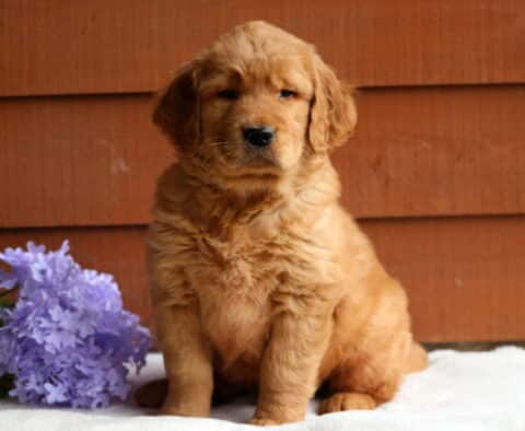 Golden Retriever puppy sitting alert on a white blanket, framed by purple flowers and a wooden wall, with a soft, slightly serious expression.
