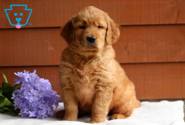 Golden Retriever puppy sitting alert on a white blanket, framed by purple flowers and a wooden wall, with a soft, slightly serious expression. image
