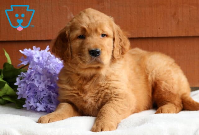 Golden Retriever puppy laying comfortably on a white blanket, next to a bunch of purple flowers, with a calm and thoughtful expression against a wooden background. image