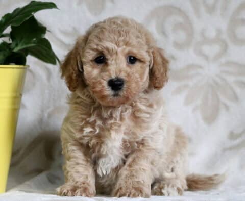 Cream and apricot Bichpoo puppy sitting upright on a soft patterned blanket beside a yellow flower pot, looking calm and gentle.