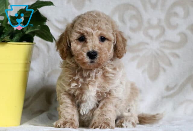 Cream and apricot Bichpoo puppy sitting upright on a soft patterned blanket beside a yellow flower pot, looking calm and gentle. image