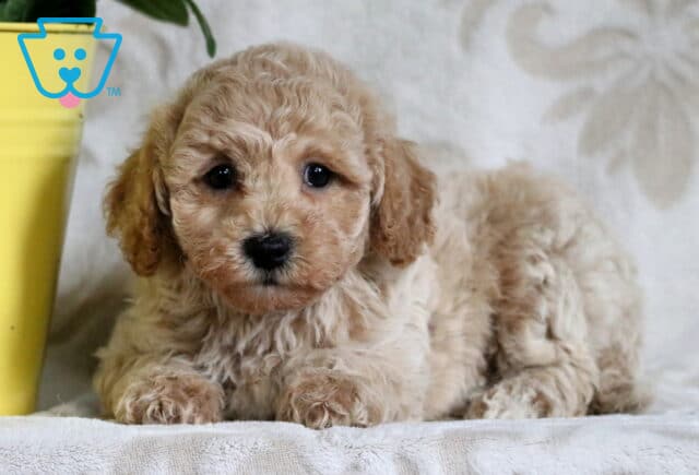Cream-colored Bichpoo puppy lying down beside a yellow pot on a patterned blanket, with soft curls and an adorable, relaxed face. image
