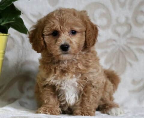 Light tan and white Bichpoo puppy sitting on a soft patterned backdrop beside a yellow pot, looking curious and fluffy.