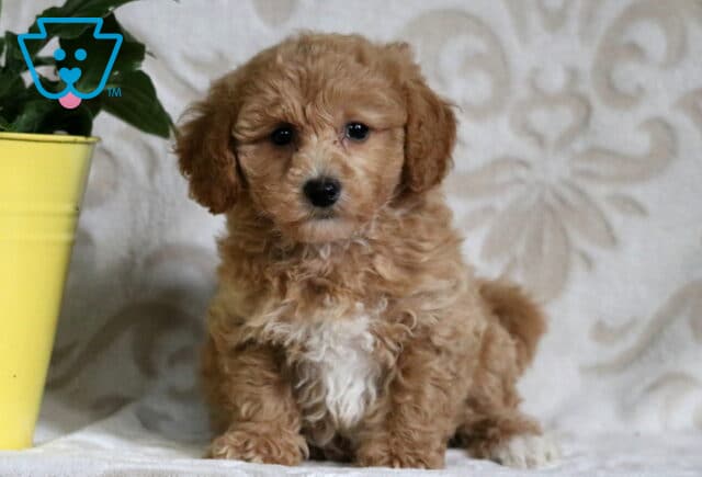 Light tan and white Bichpoo puppy sitting on a soft patterned backdrop beside a yellow pot, looking curious and fluffy. image
