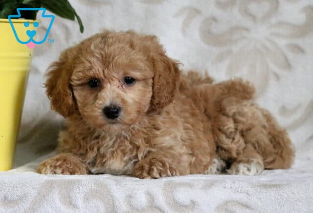 Fluffy apricot and white Bichpoo puppy laying down beside a yellow flower pot on a patterned cream background, looking relaxed and sweet. image