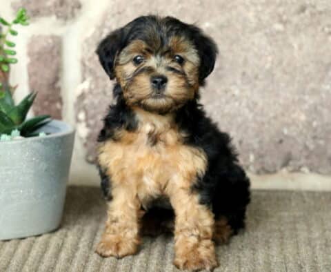 Adorable black and tan Yorkiepoo puppy sitting on a carpeted floor in front of a rustic brick wall, next to a white planter with succulents.