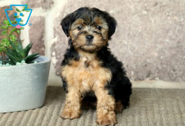 Adorable black and tan Yorkiepoo puppy sitting on a carpeted floor in front of a rustic brick wall, next to a white planter with succulents. image