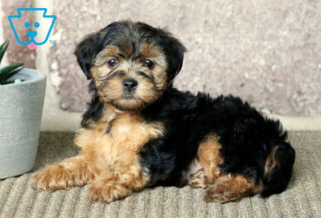 Yorkiepoo puppy with a black and tan coat lounging on a soft carpet beside a white planter, gazing sweetly at the camera with a cozy background. image