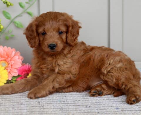 Mini Goldendoodle puppy with a rich, reddish-brown curly coat lying on a textured rug beside a bouquet of flowers against a wooden backdrop.