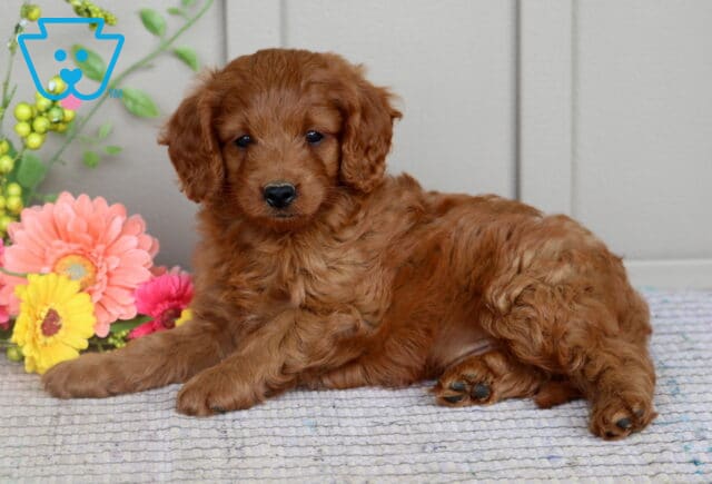 Mini Goldendoodle puppy with a rich, reddish-brown curly coat lying on a textured rug beside a bouquet of flowers against a wooden backdrop. image