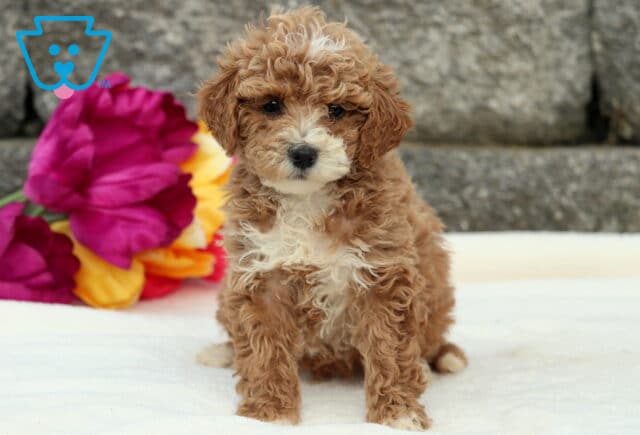 Domino Cockapoo image