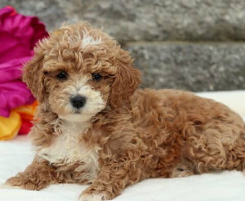 Domino Cockapoo2