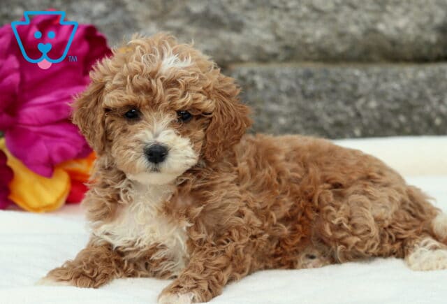 Domino Cockapoo2 image