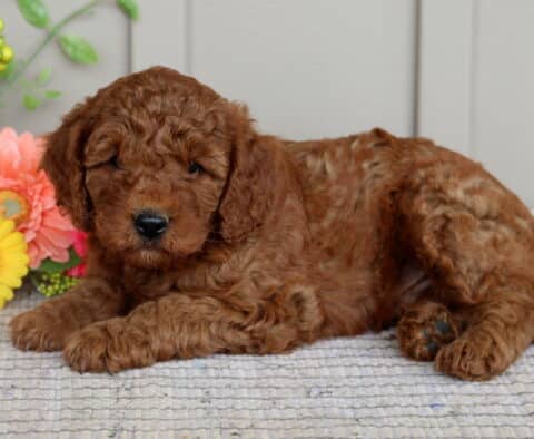 Mini Goldendoodle puppy with a rich, curly red coat lying down on a textured rug with bright pink and yellow flowers in the background.