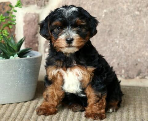 Yorkiepoo puppy with a shiny black coat and white chest patch sitting beside a white succulent planter, posed against a rustic brick and stone wall.