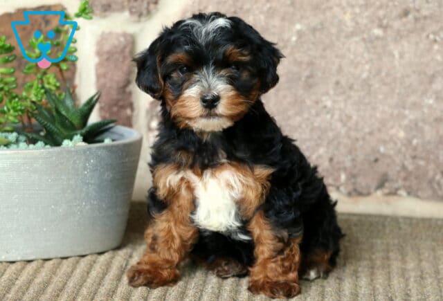 Yorkiepoo puppy with a shiny black coat and white chest patch sitting beside a white succulent planter, posed against a rustic brick and stone wall. image