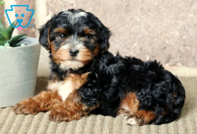 Fluffy Yorkiepoo puppy with black, tan, and white markings lying down on a carpeted floor, looking back toward the camera beside a white planter with succulents. image