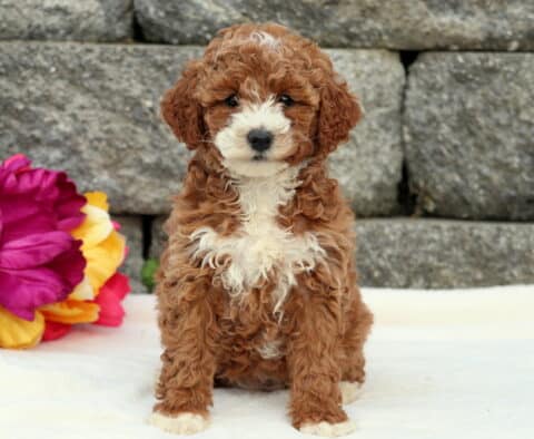 Dora Cockapoo